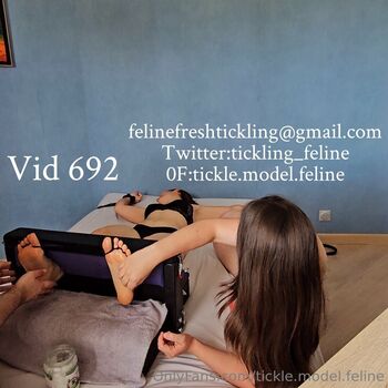 tickle.model.feline